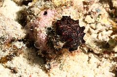Raja Ampat 2016 - Persan carpet flatworm - Pseudobiceros bedfordic - Ver plat tapis persan - IMG_5445_rc